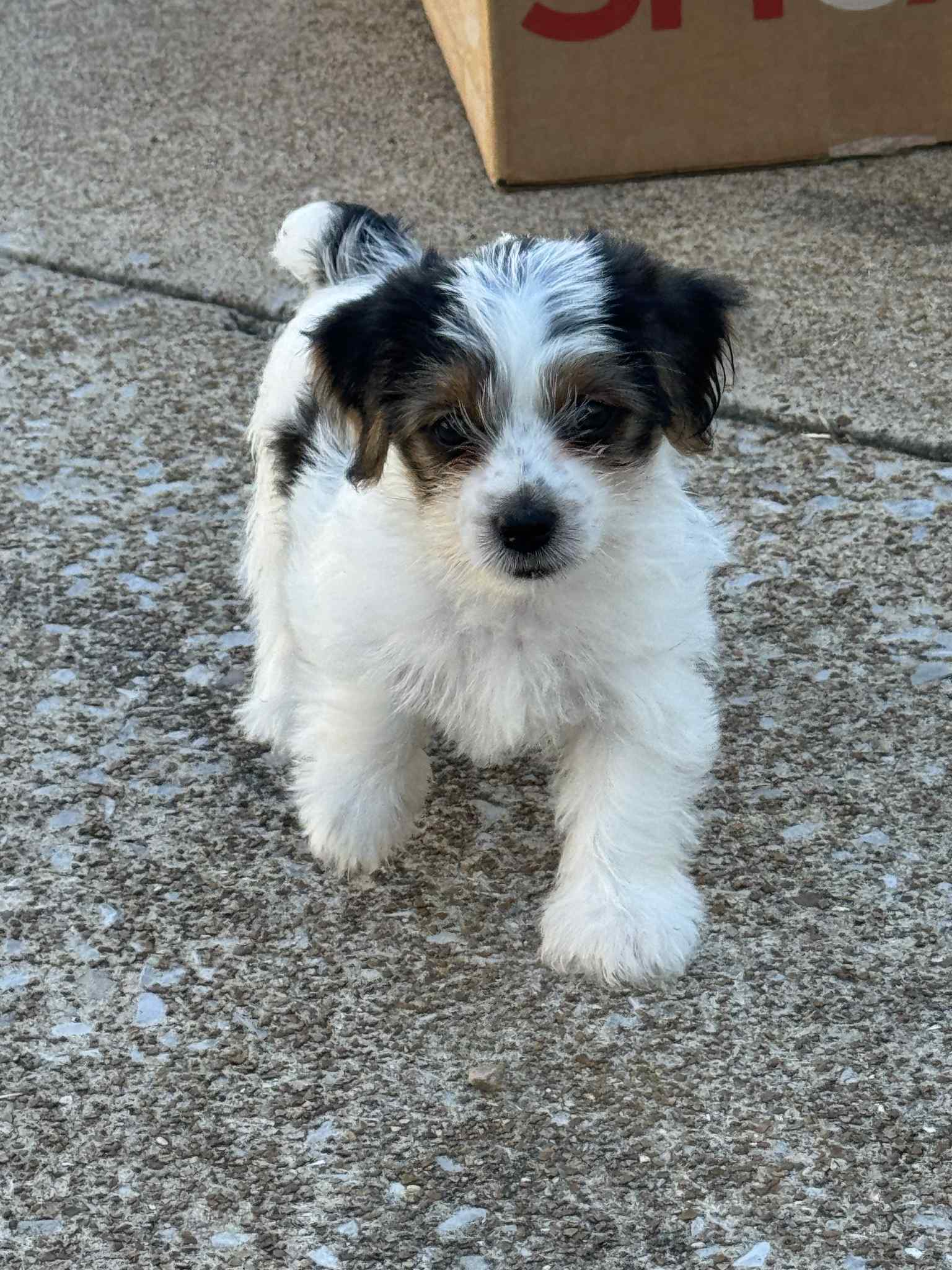 Black Parti Male Yorkie