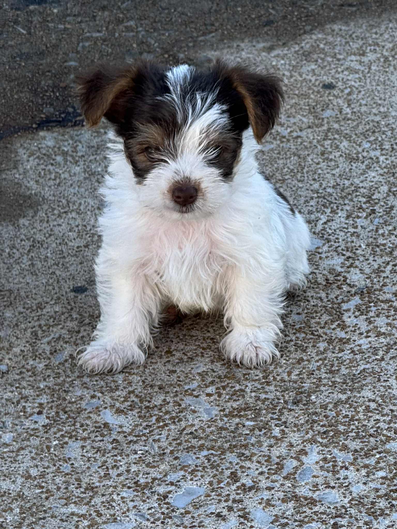 Chocolate Parti Male Yorkie